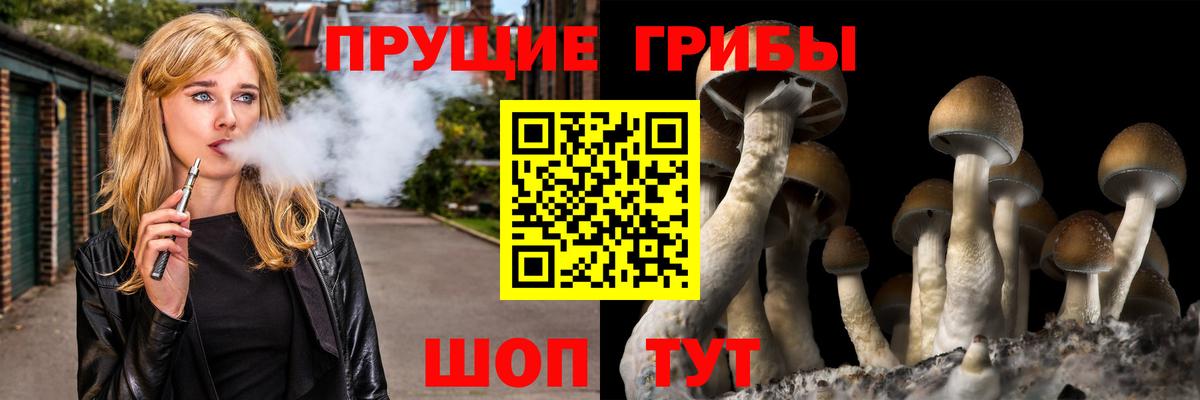 Заволжье  Псилоцибиновые грибы Psilocybe  Вход с VPN 